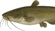 /img/catalog/fresh-fish.webp