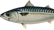 /img/catalog/fresh-frozen-fish.webp